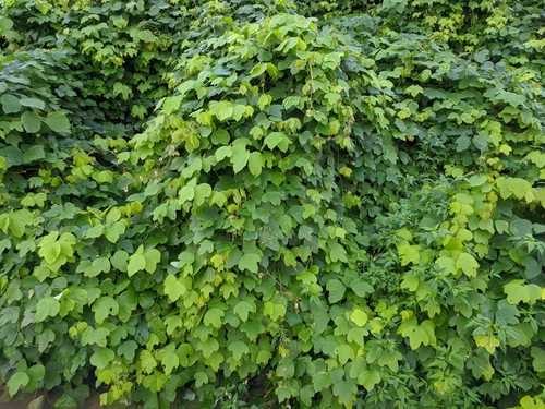 kudzu