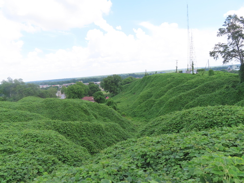kudzu
