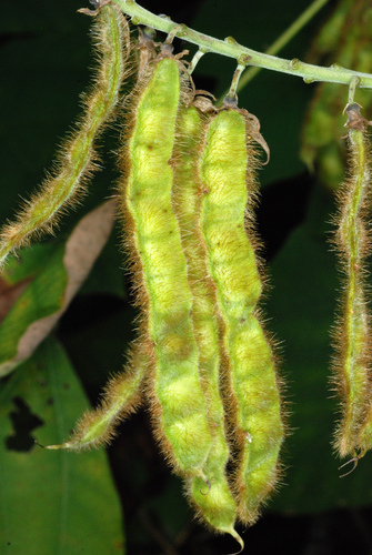 kudzu