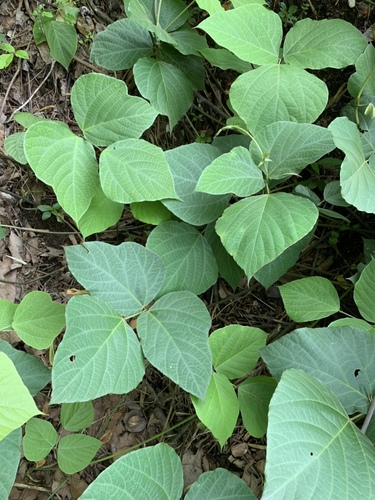 kudzu