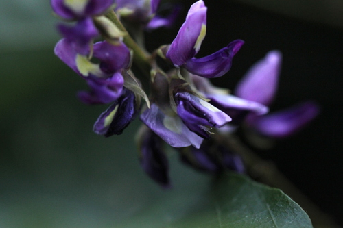 kudzu