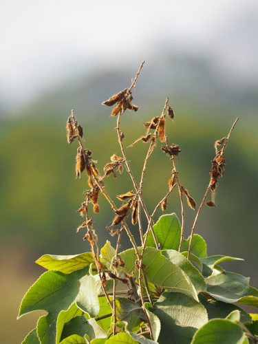 kudzu