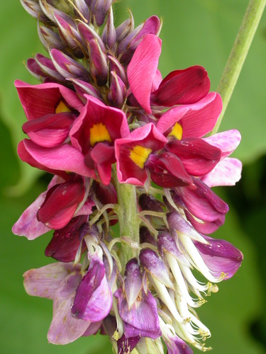 kudzu