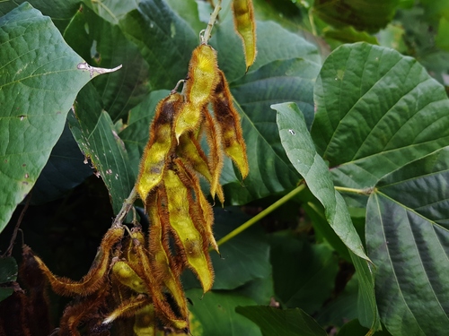 kudzu