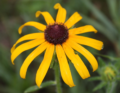 black-eyed Susan