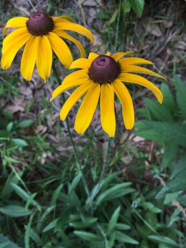 black-eyed Susan