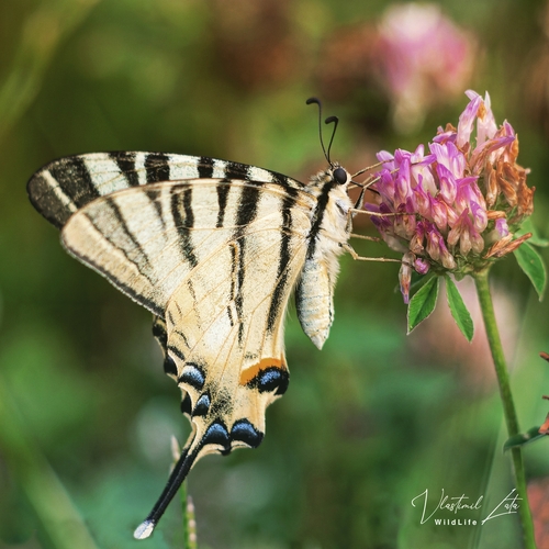 Scarce Swallowtail