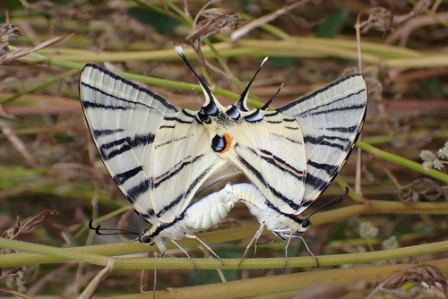 Scarce Swallowtail