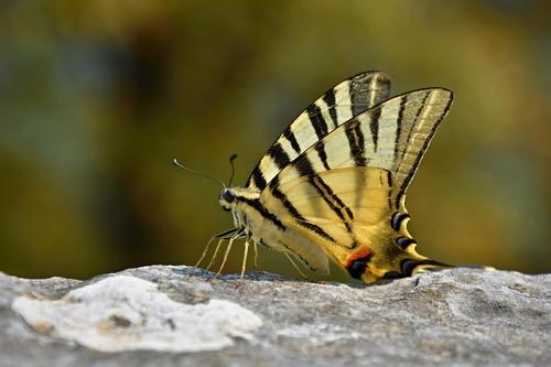 Scarce Swallowtail