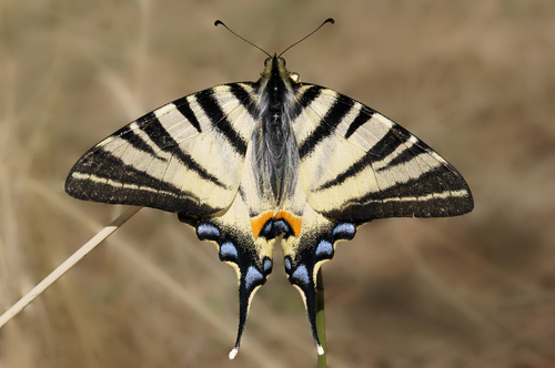 Scarce Swallowtail