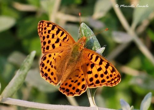 Queen of Spain Fritillary