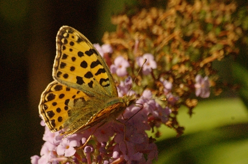 Queen of Spain Fritillary