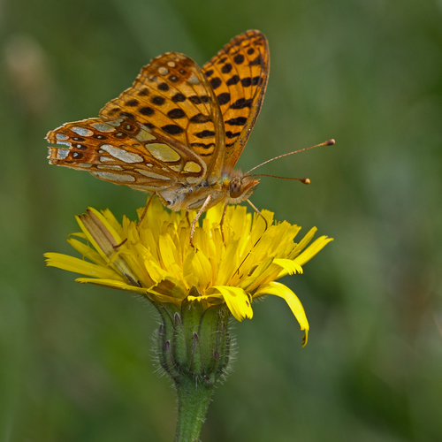 Queen of Spain Fritillary