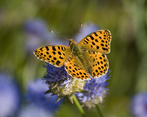 Queen of Spain Fritillary