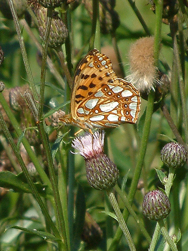 Queen of Spain Fritillary