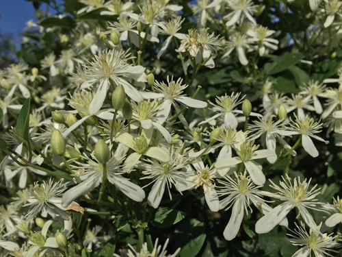 autumn clematis