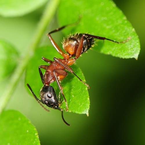 Ferruginous Carpenter Ant