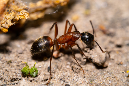 Ferruginous Carpenter Ant