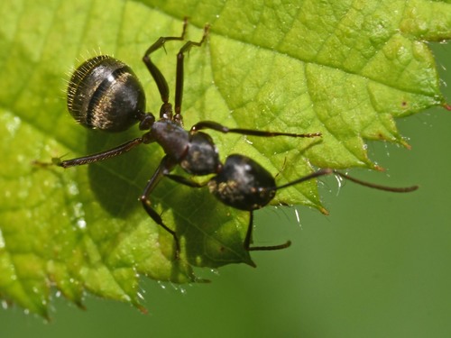 Ferruginous Carpenter Ant