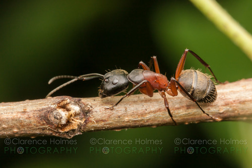Ferruginous Carpenter Ant