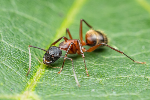 Ferruginous Carpenter Ant