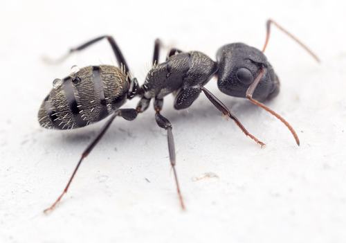 Carpenter Ants, Typical Sugar Ants and Allies