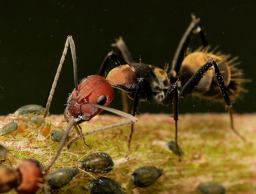 Carpenter Ants, Typical Sugar Ants and Allies