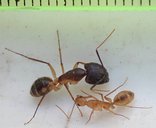 Carpenter Ants, Typical Sugar Ants and Allies