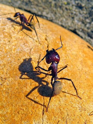 Carpenter Ants, Typical Sugar Ants and Allies