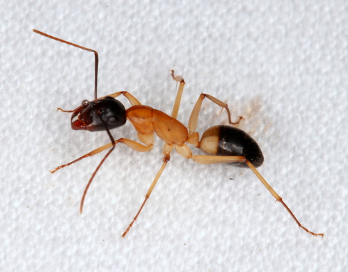 Carpenter Ants, Typical Sugar Ants and Allies