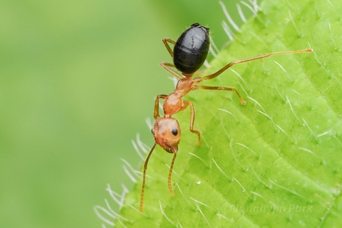 Carpenter Ants, Typical Sugar Ants and Allies
