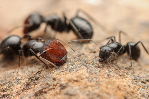 Carpenter Ants, Typical Sugar Ants and Allies