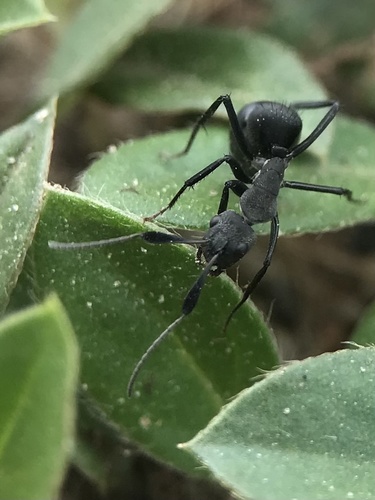 Carpenter Ants, Typical Sugar Ants and Allies