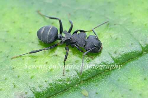Carpenter Ants, Typical Sugar Ants and Allies