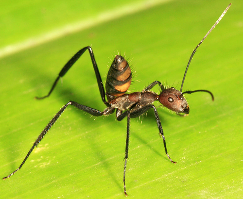 Carpenter Ants, Typical Sugar Ants and Allies