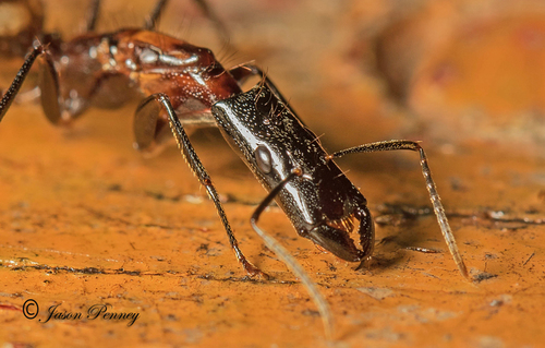 Carpenter Ants, Typical Sugar Ants and Allies