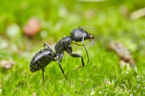 Carpenter Ants, Typical Sugar Ants and Allies