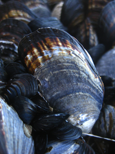 California Mussel