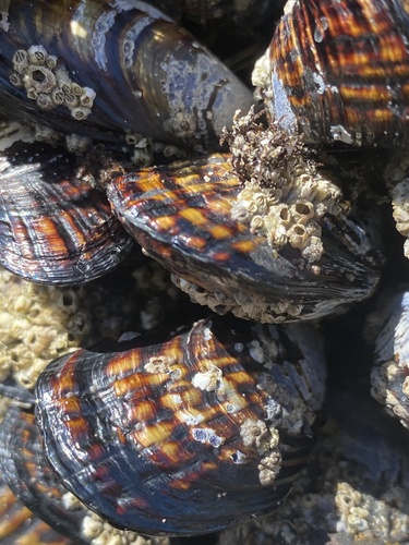 California Mussel