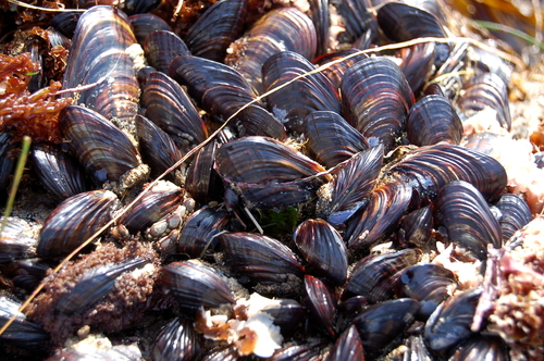 California Mussel