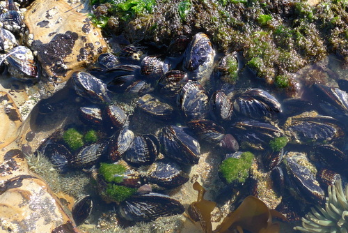California Mussel