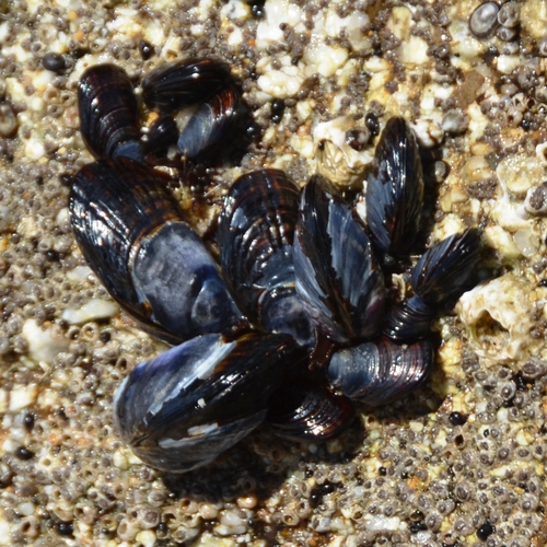 California Mussel