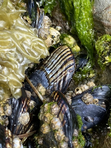 California Mussel