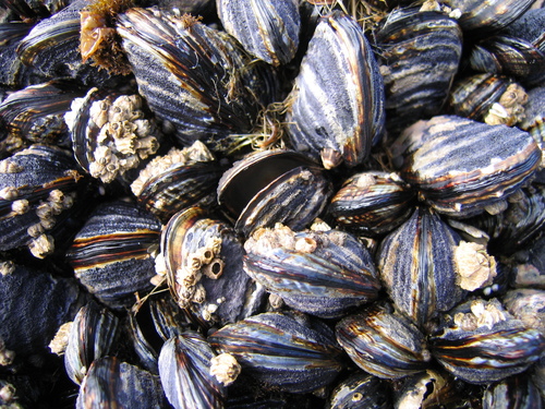 California Mussel