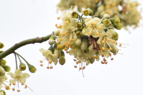 Kapok Tree