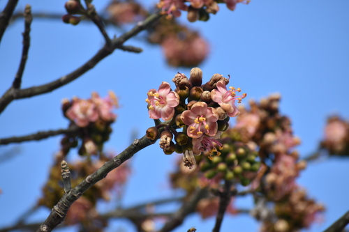 Kapok Tree