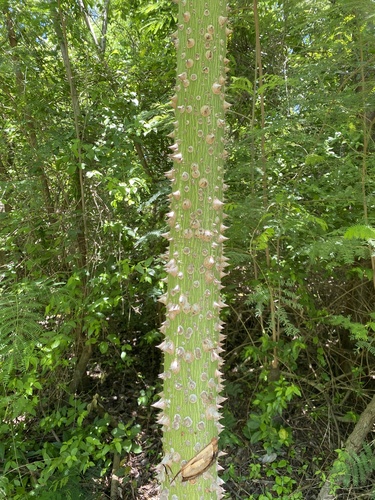 Kapok Tree