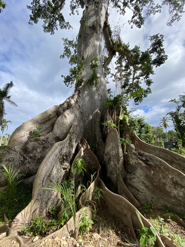 Kapok Tree
