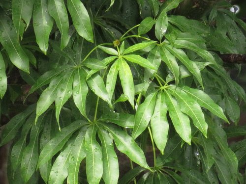Kapok Tree