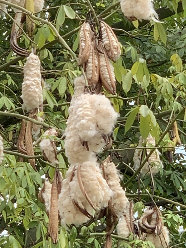 Kapok Tree